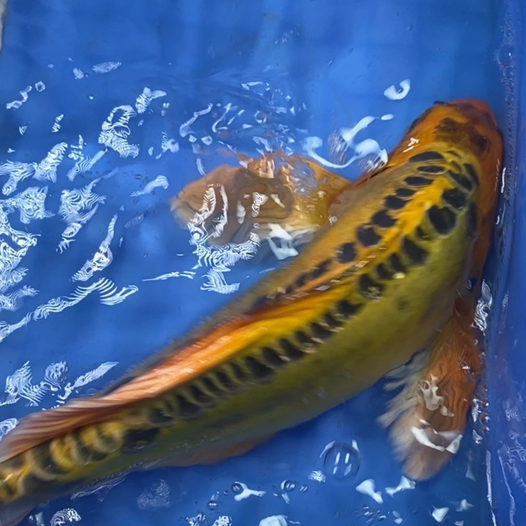 锦鲤冷水锦鲤包邮