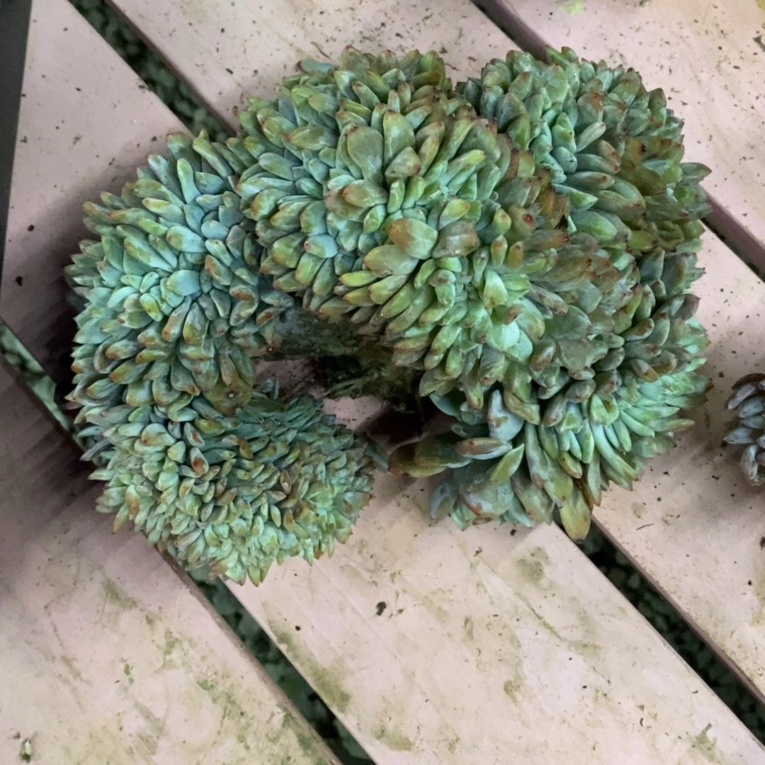 谁***小虎多肉一物一拍星影