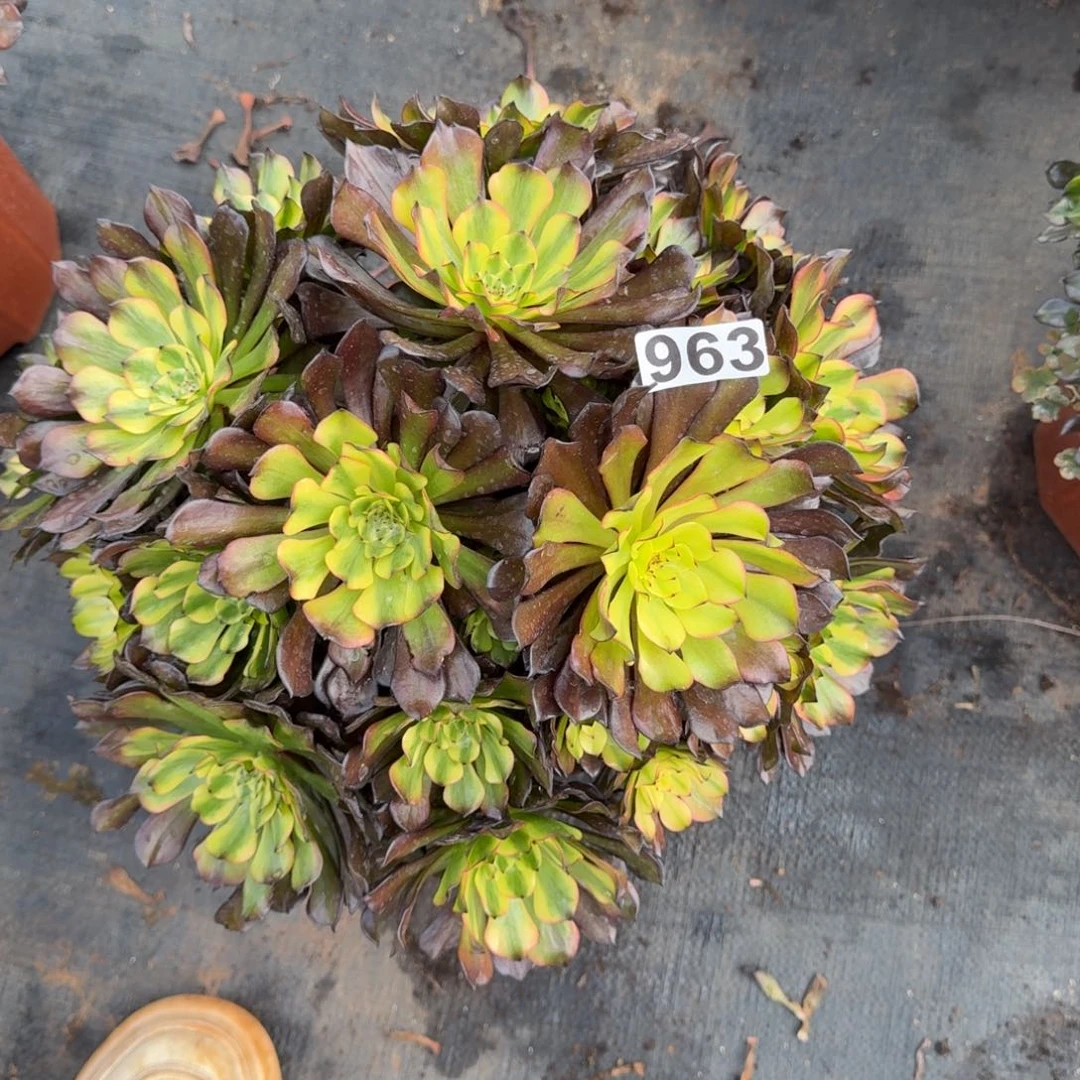 963多肉植物油画少女特惠