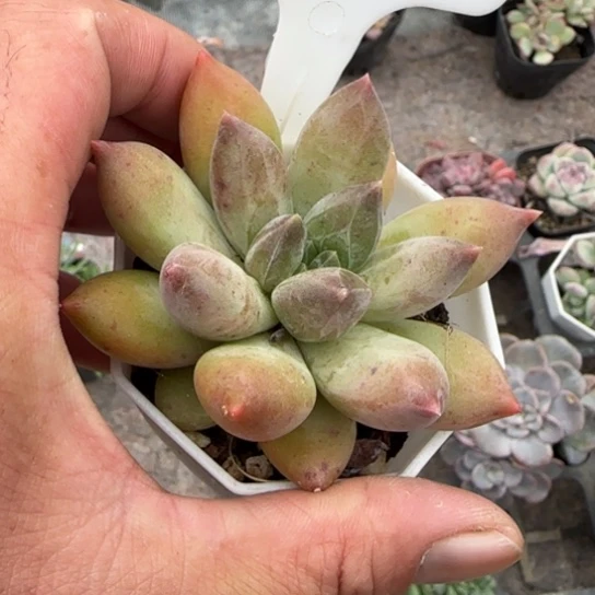 34重楼多肉植物的