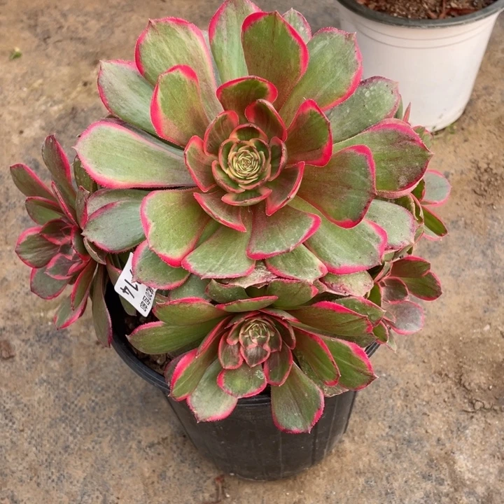 914粉花多肉1234557