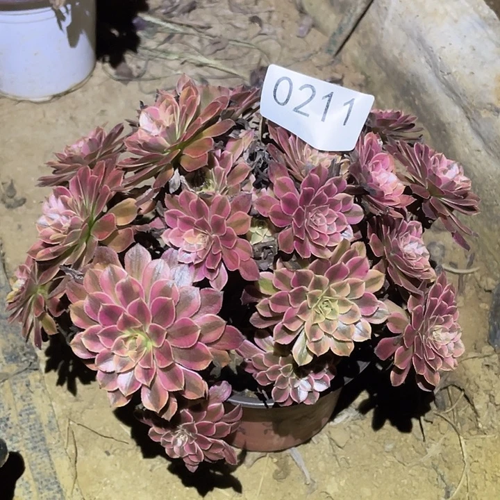 多肉植物法师211黑铜白