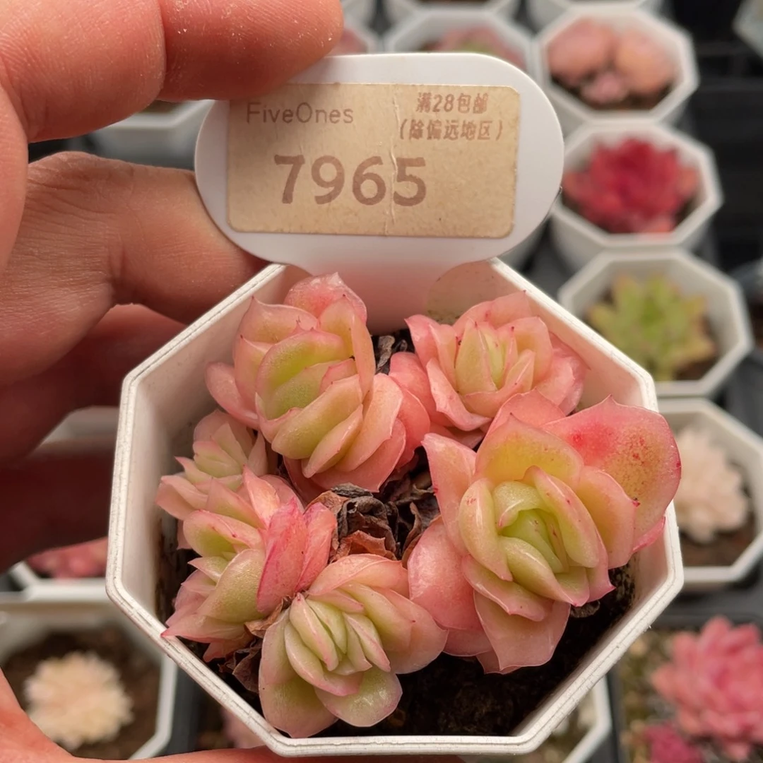冰玫瑰7965-6.5厘米