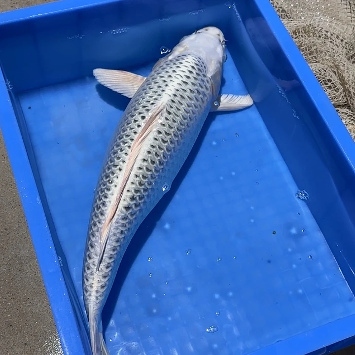 海水鱼赤目芒果银松