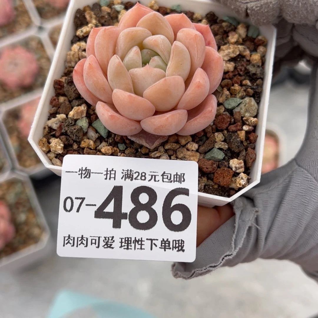 那****了冰糕多肉多肉多肉多肉