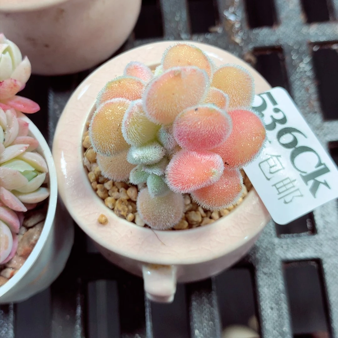 5厘米盆精控多肉536