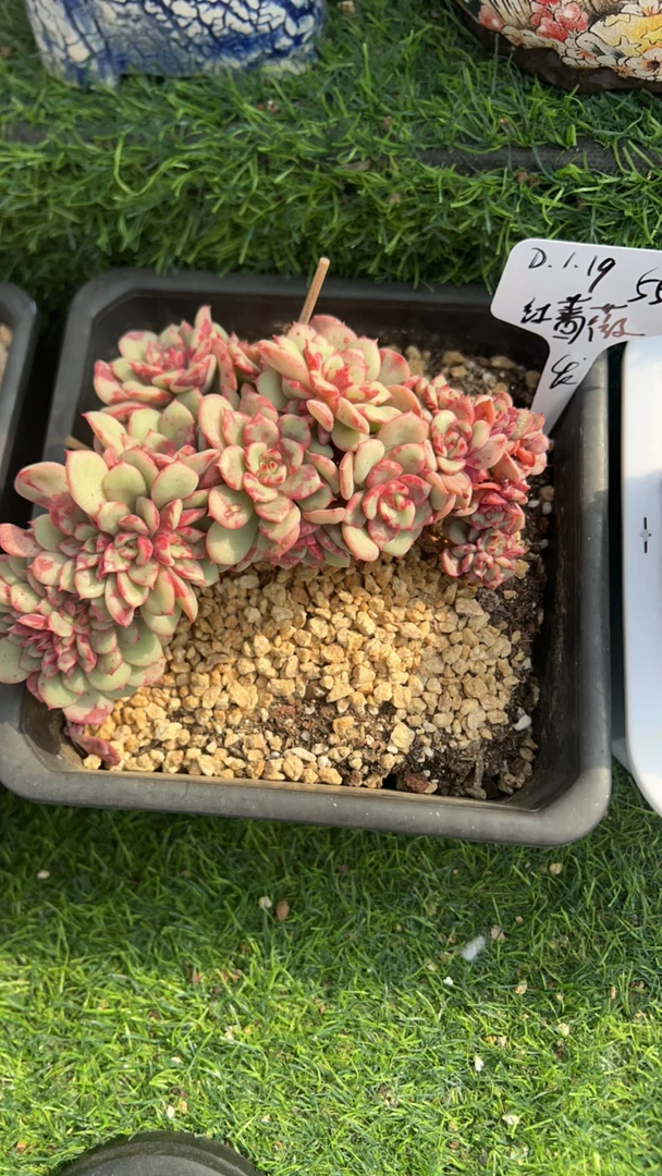 红蔷薇三文鱼多肉植物