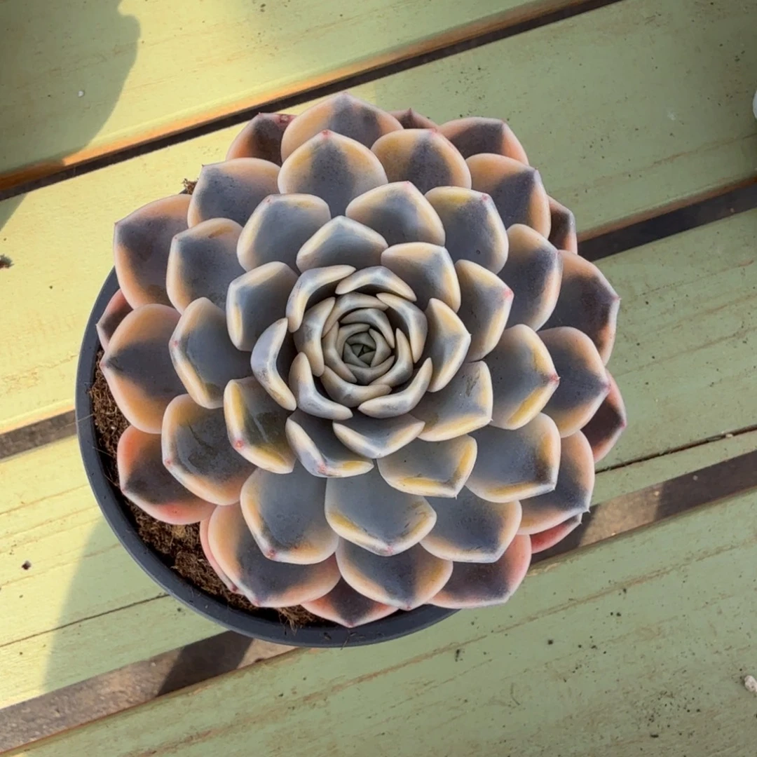 ୧***福汉堡锦锦上园艺一物一拍