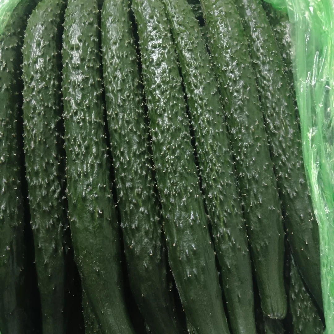 新鲜带刺现摘黄瓜水黄瓜青瓜长黄瓜脆甜爽口可生吃的应季蔬菜