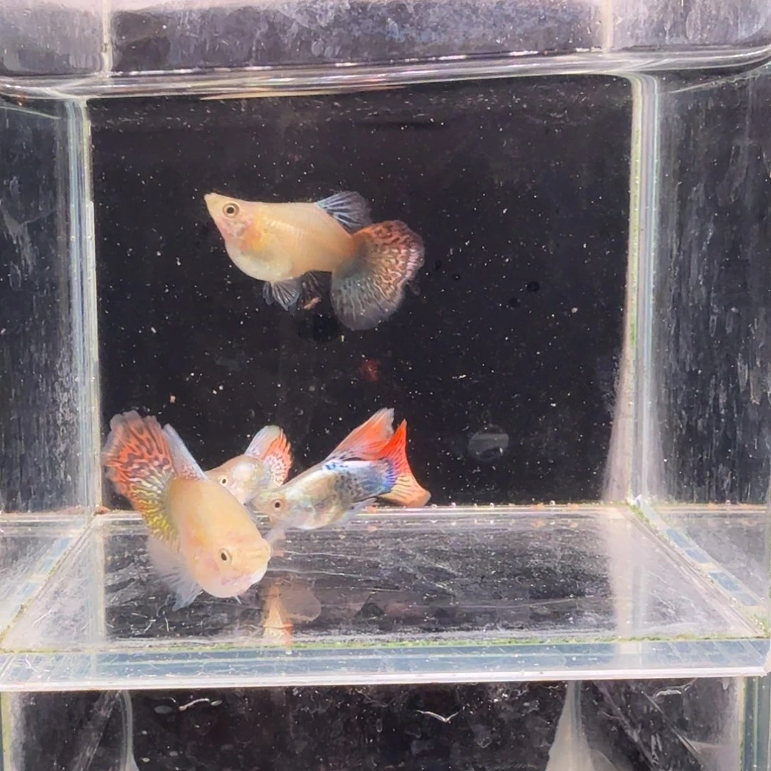 孔雀鱼七彩龙鳞球2对