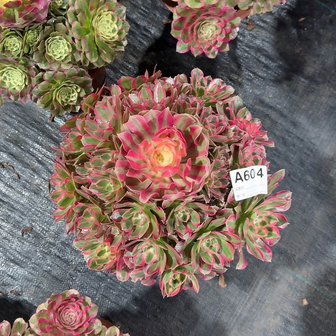 妖月多肉法师a604