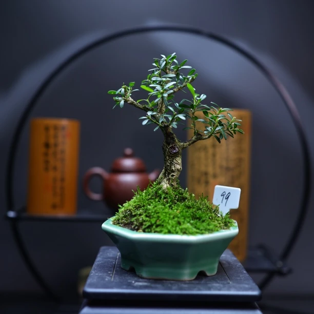 编号99贵米黄杨大树型贵州米叶黄杨茶台小品中式绿植包邮