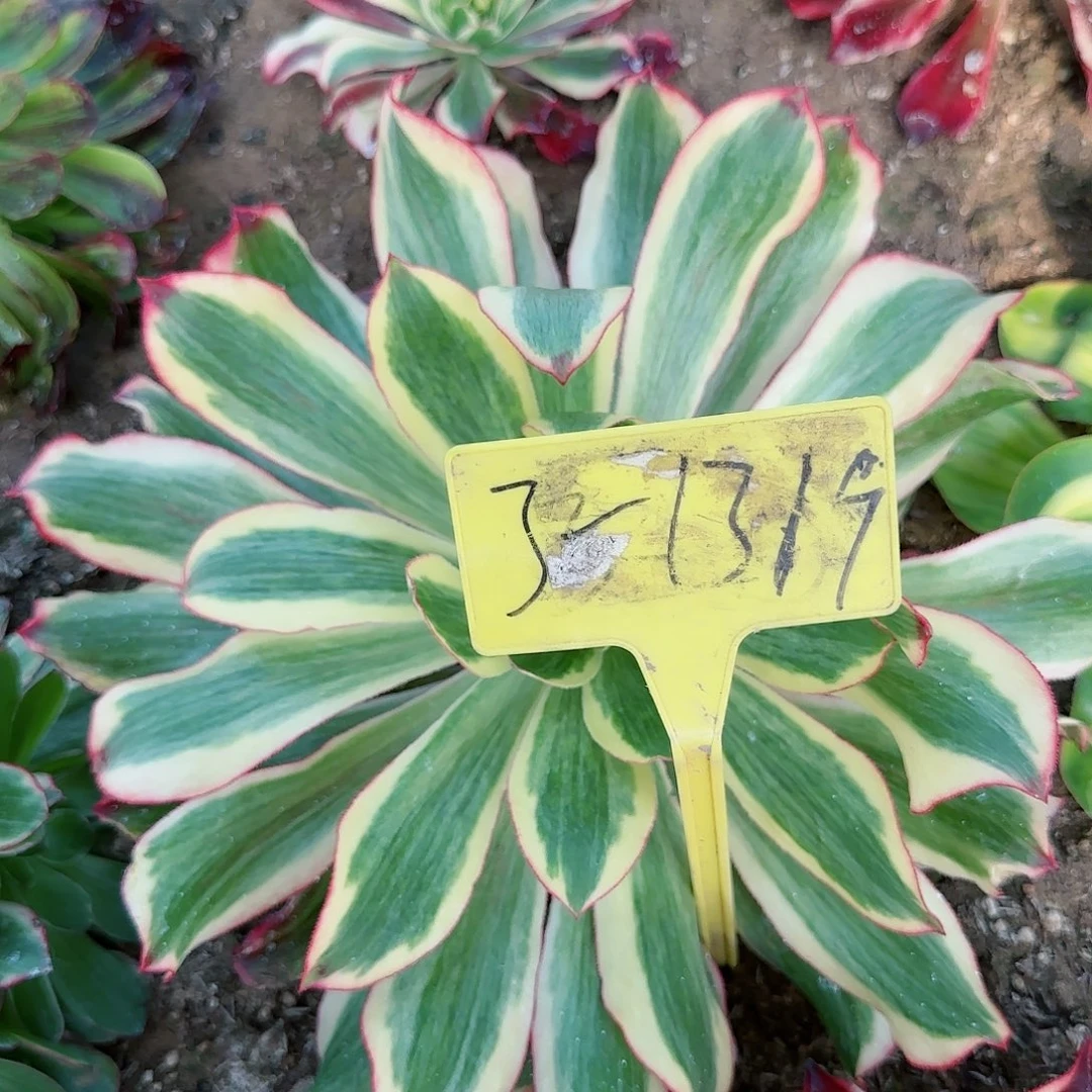 3-1319-多头多肉植物