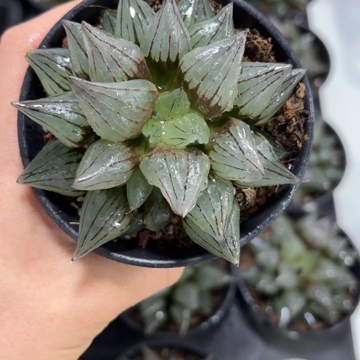 西瓜寿黑盘多肉植物