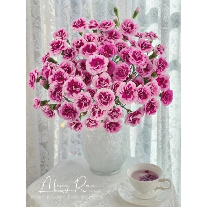 时尚太子 多头康乃馨（两单升级空运）