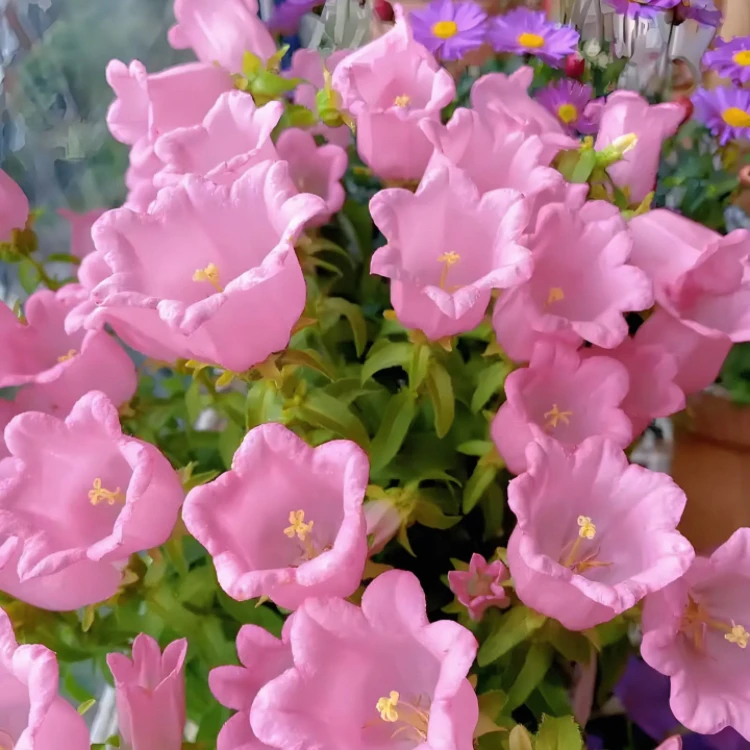 酒杯风铃草盆栽切花型风铃花大花酒杯风铃喜阳花园阳台植物花苞多