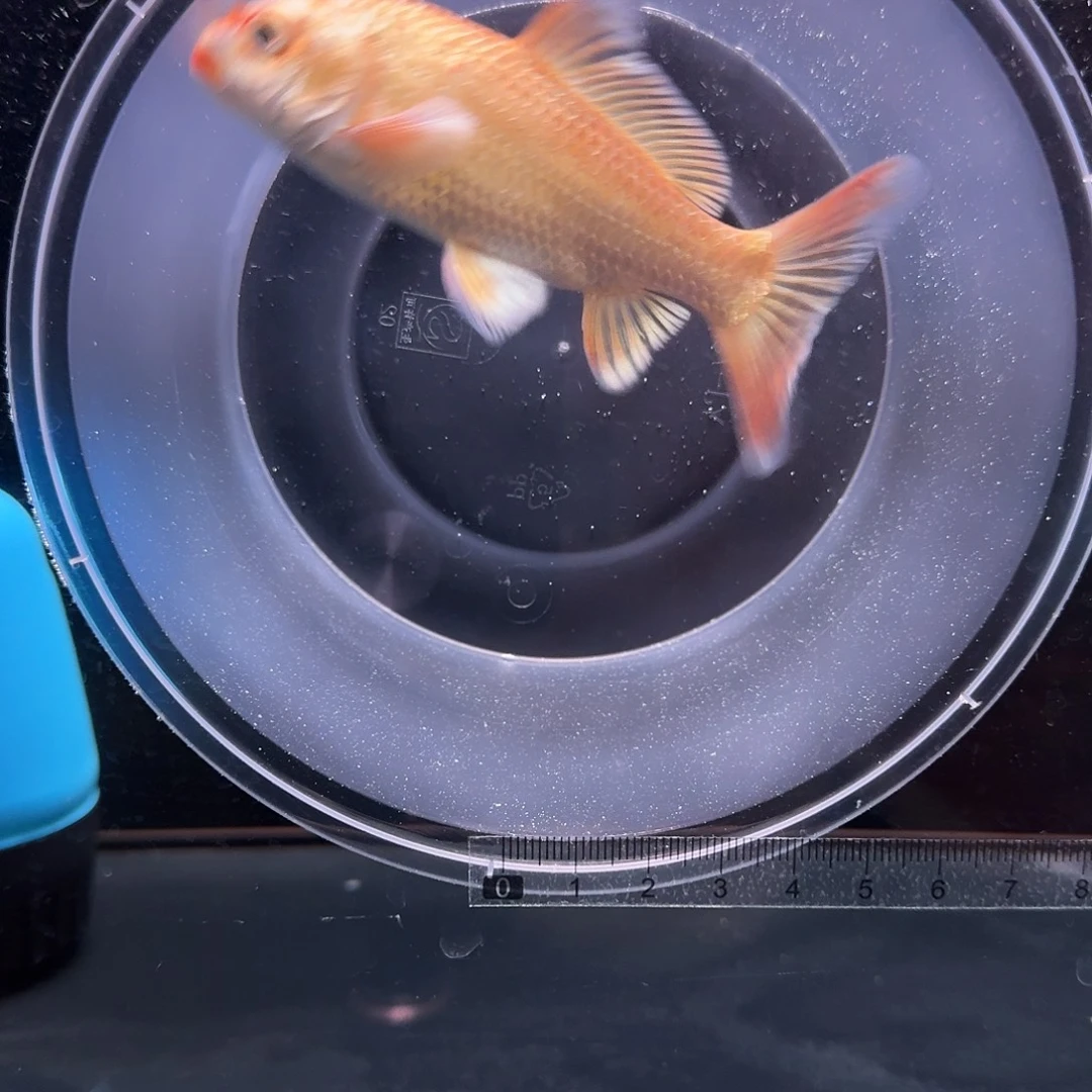 蝴蝶鲤鱼到货录完整开箱视频