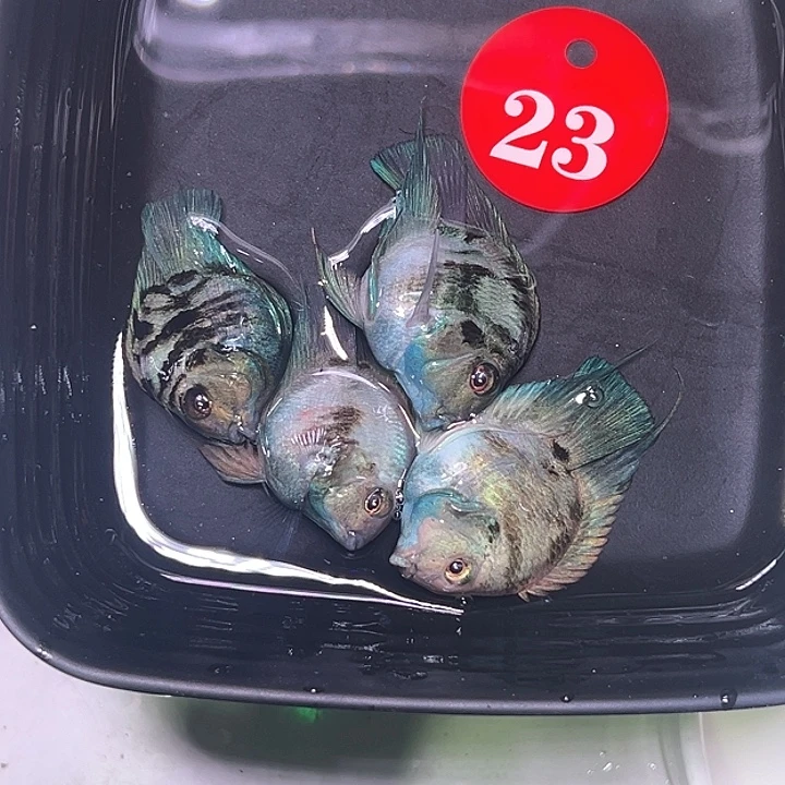 鹦鹉鱼23号，宝蓝四条