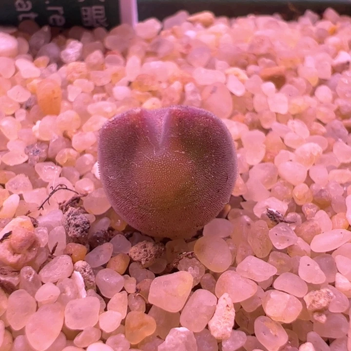 428 青蛙2年大眼睛。小妖姬全粉体。特有潜力！！