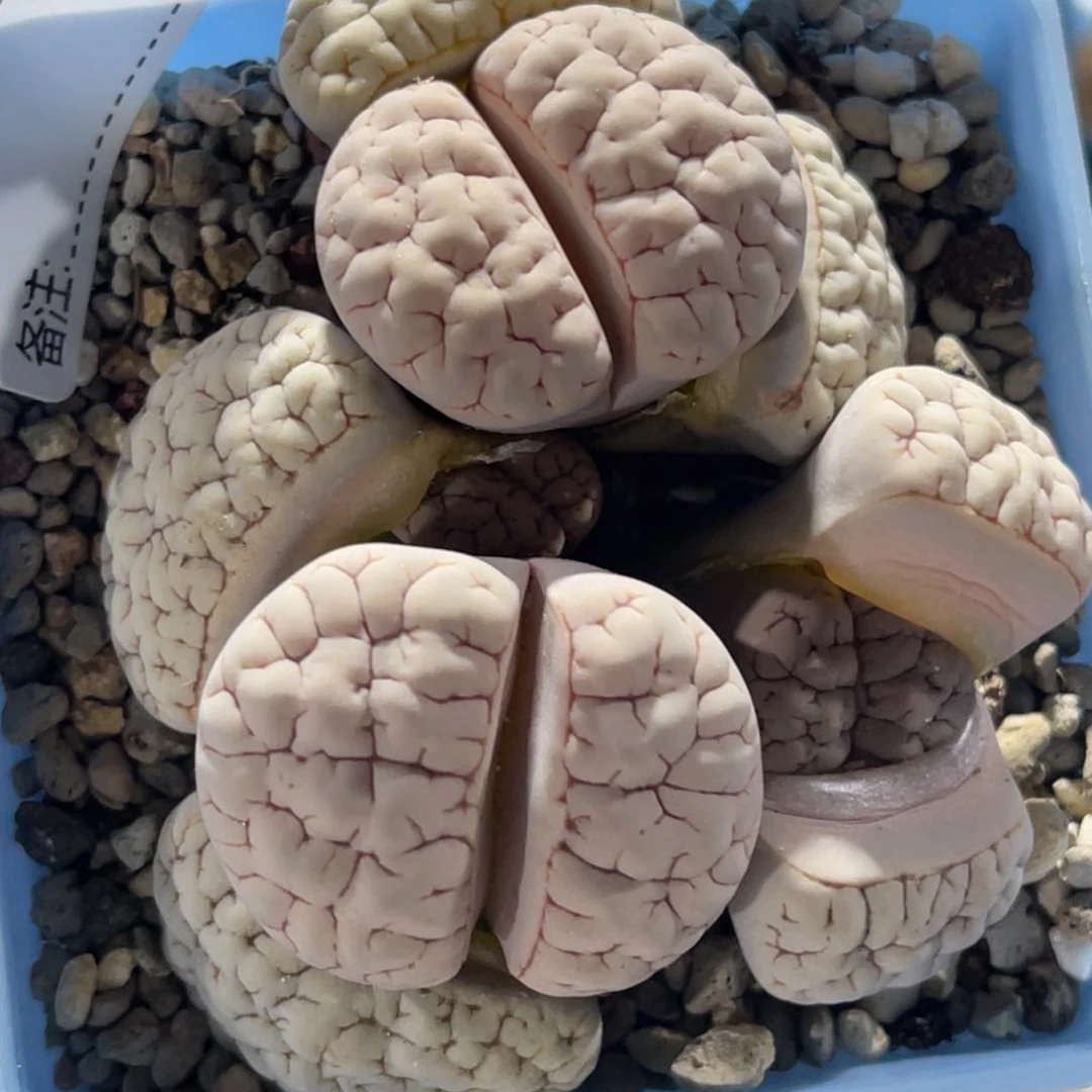 若*?4249四头荒1专拍