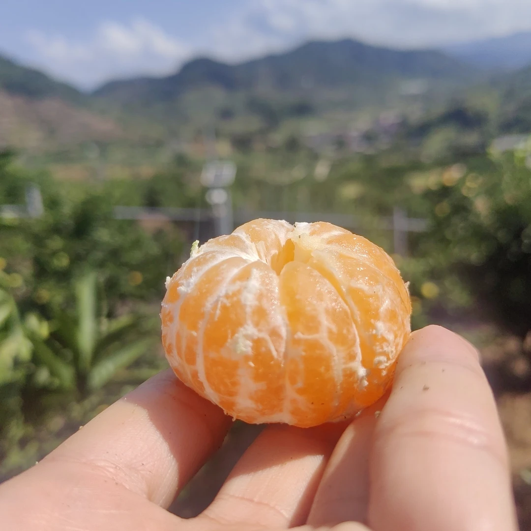 涌泉蜜桔 涌泉特早蜜桔 青皮蜜桔现摘无籽蜜桔 江浙沪皖包邮