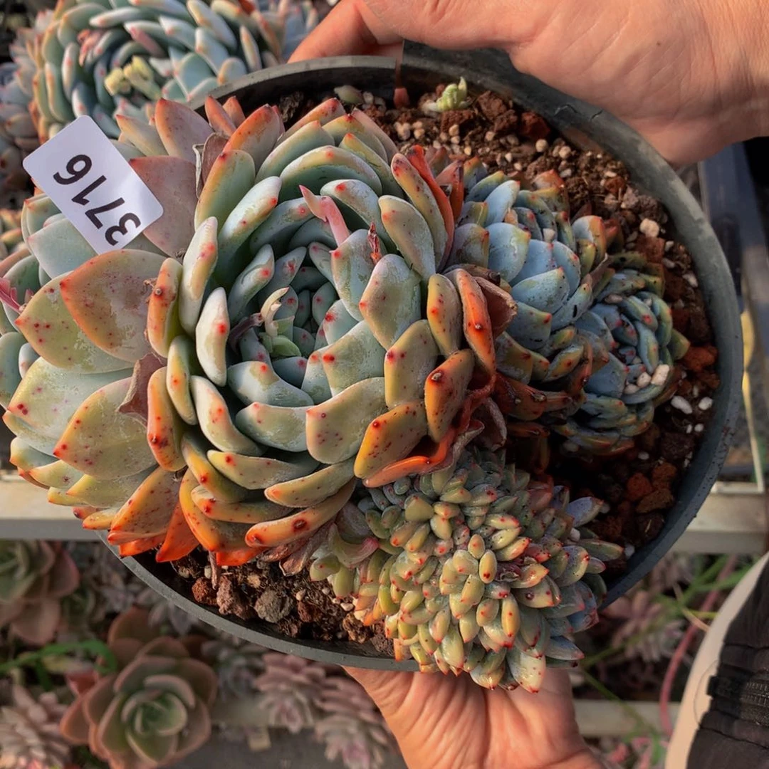 3716嗯嗯缀嗯嗯嗯的说出来