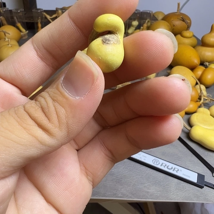 小***盆小葫芦一物一拍一个