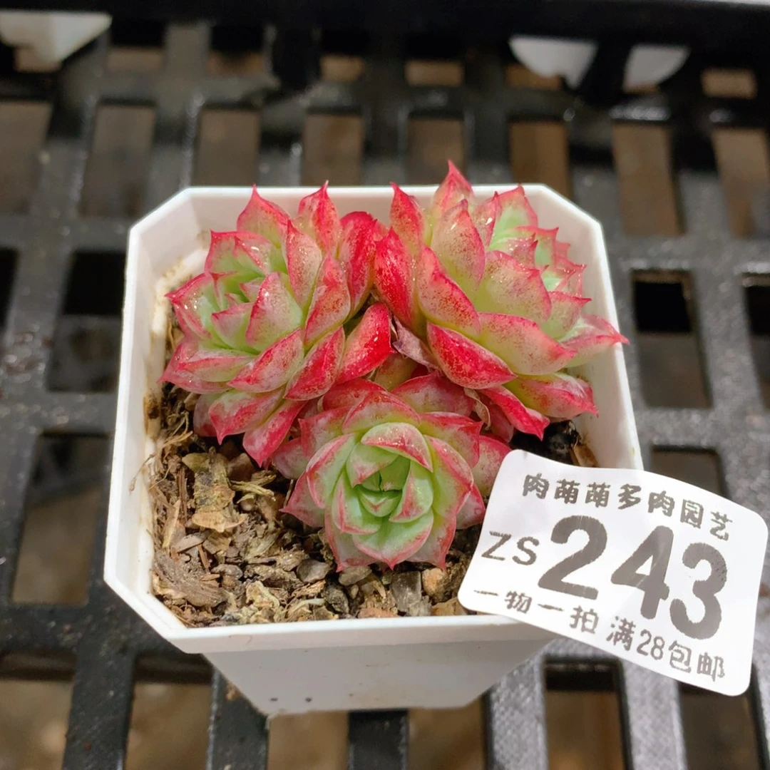肉萌萌拇指盆精控多肉ZS243