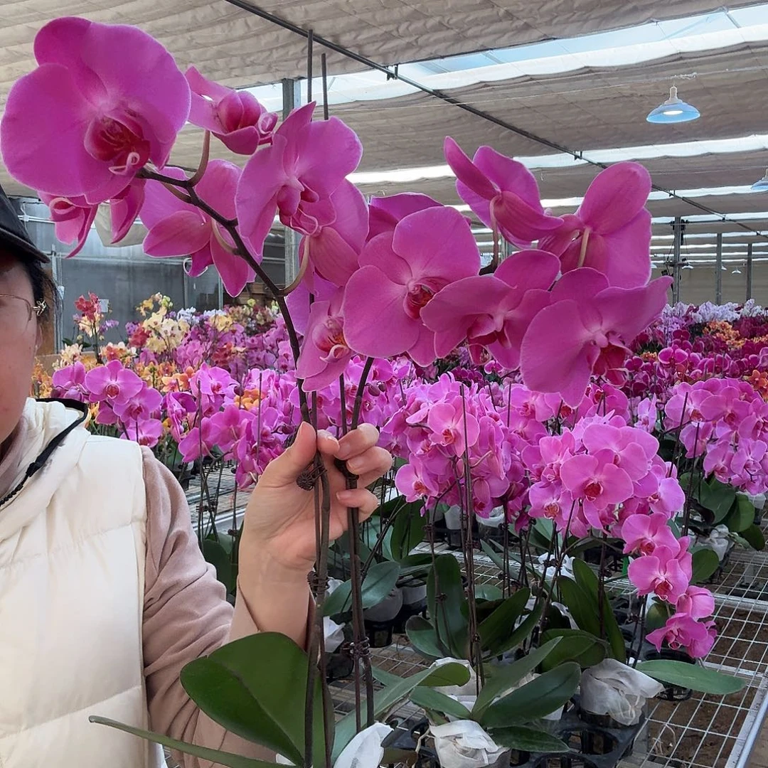 完全开放孟菲斯2剑1颗