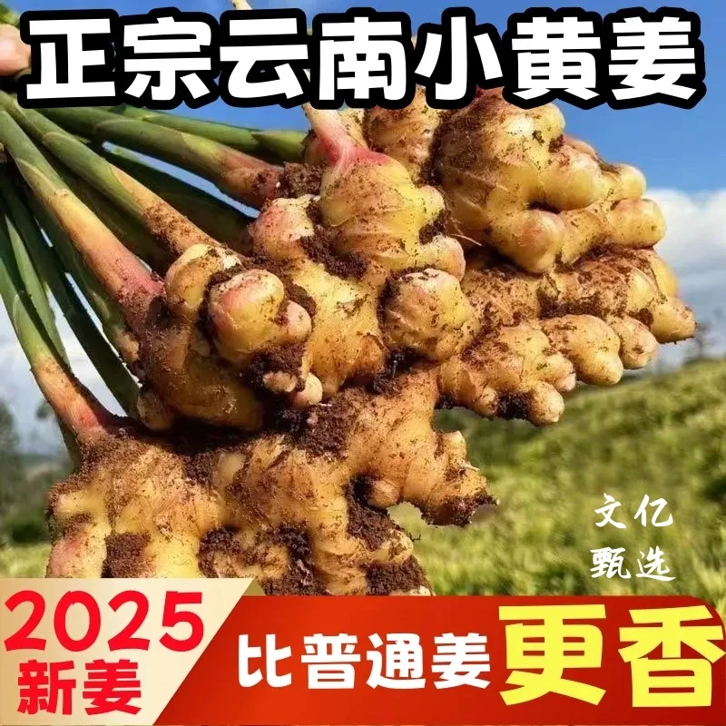 【新鲜嫩姜】2025年云南小黄姜嫩姜姜仔新鲜生姜鲜嫩现挖农家自种