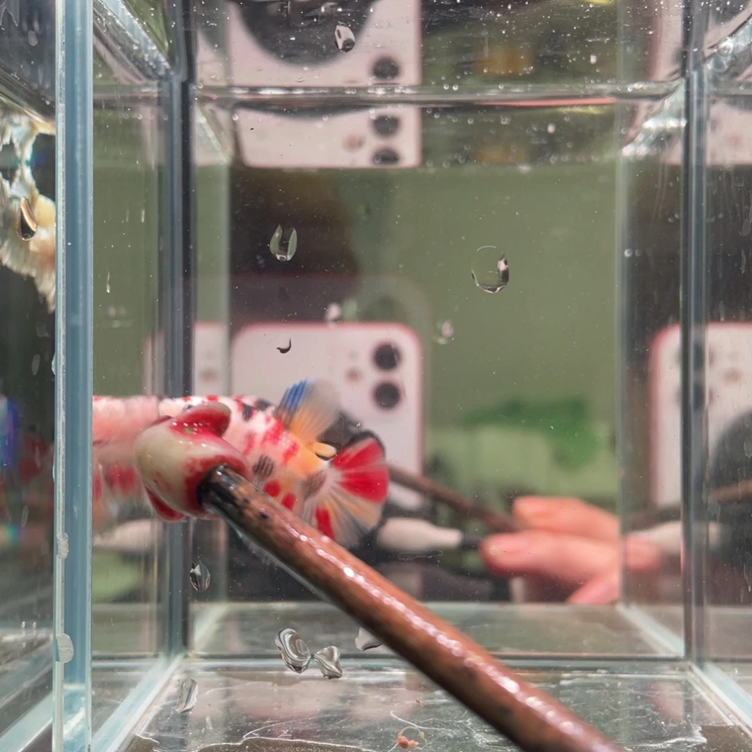 斗鱼印尼精品斗鱼33