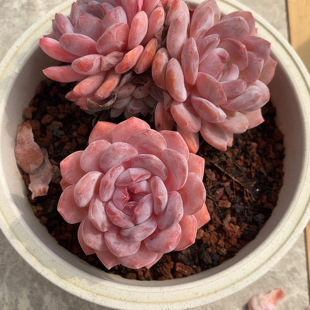 8***722.005韩橙多肉一个