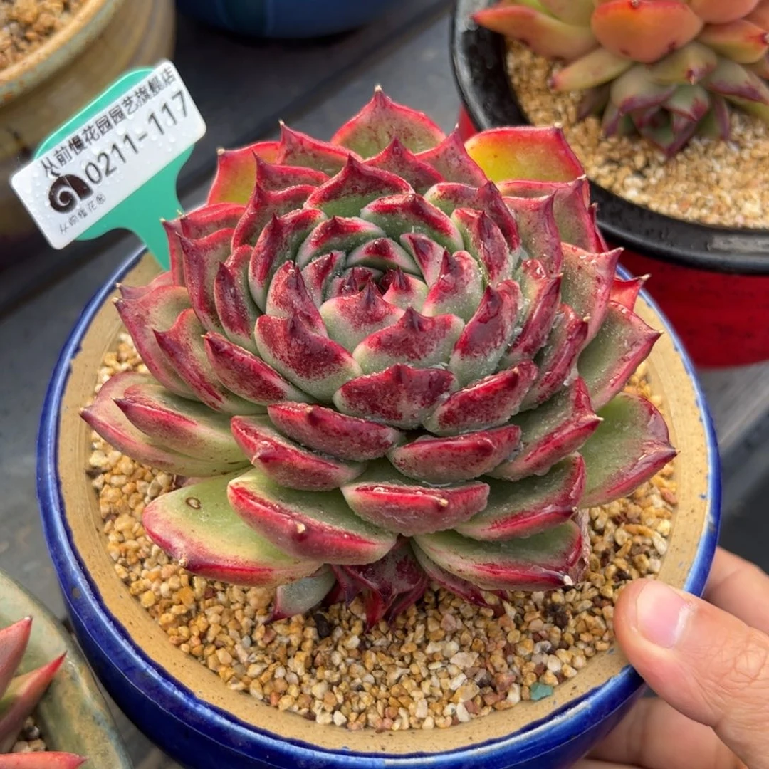 多肉一物一拍0211-117