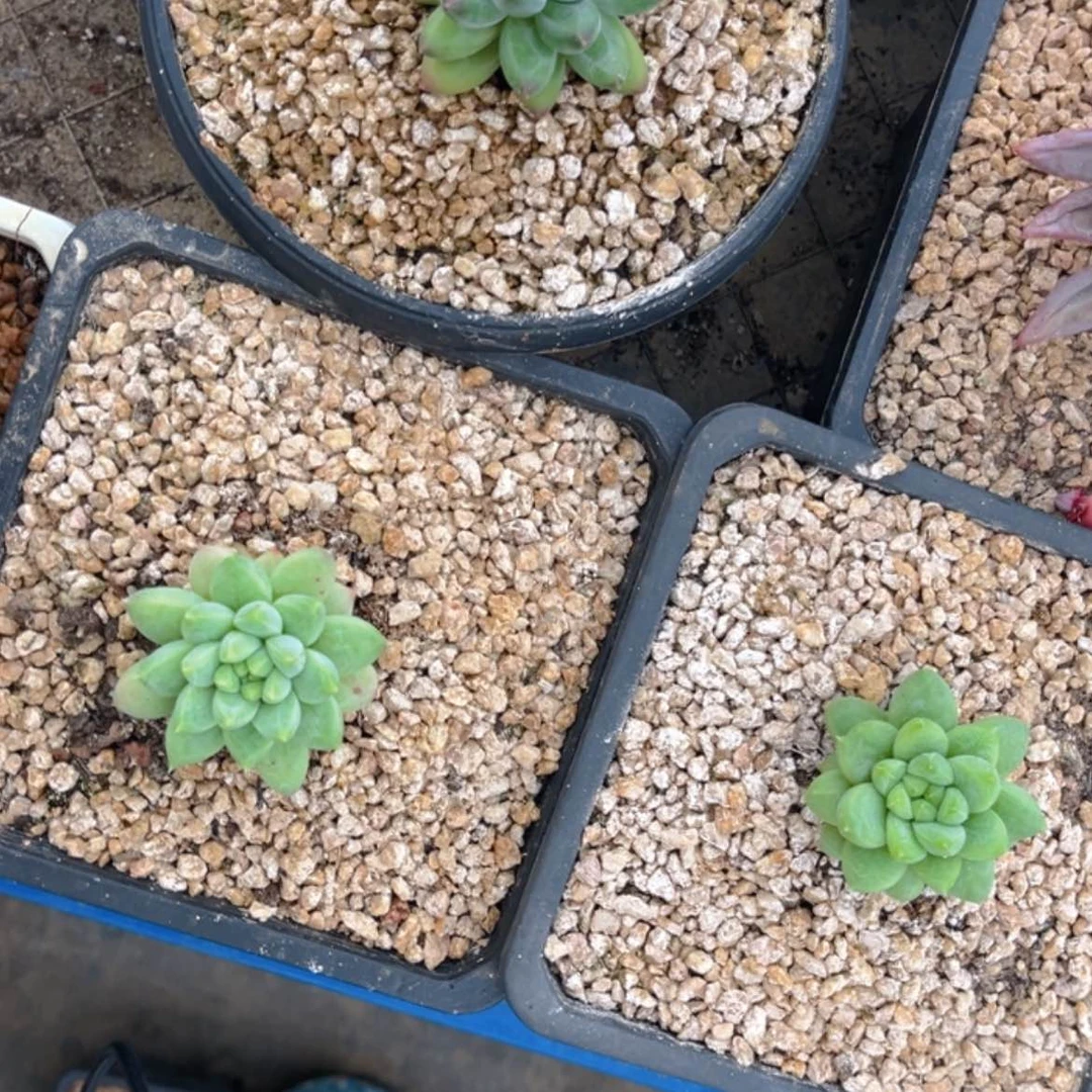 【闪购商品】无花朵鱼*1111111111