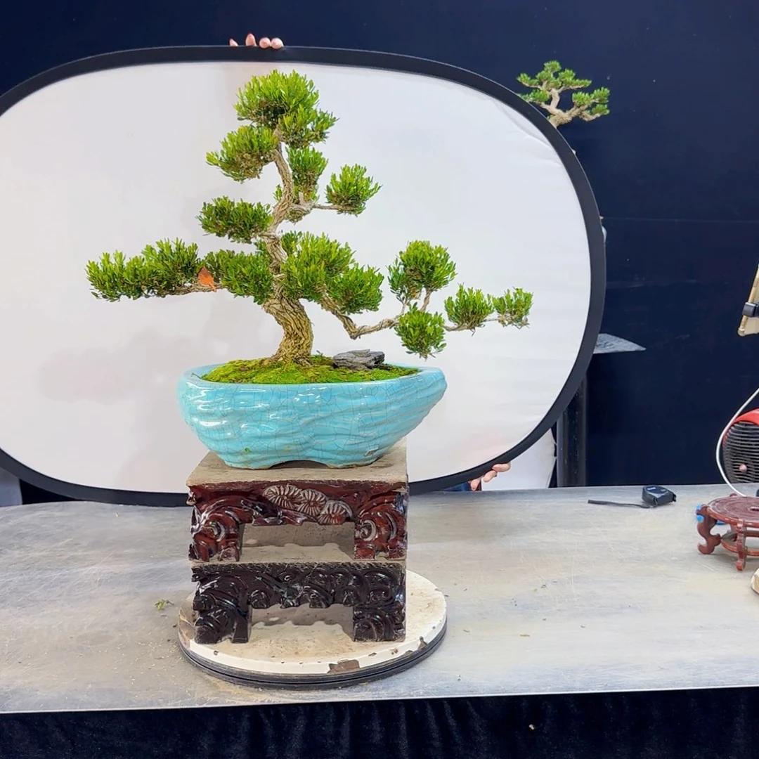 高端盆景艺术作品