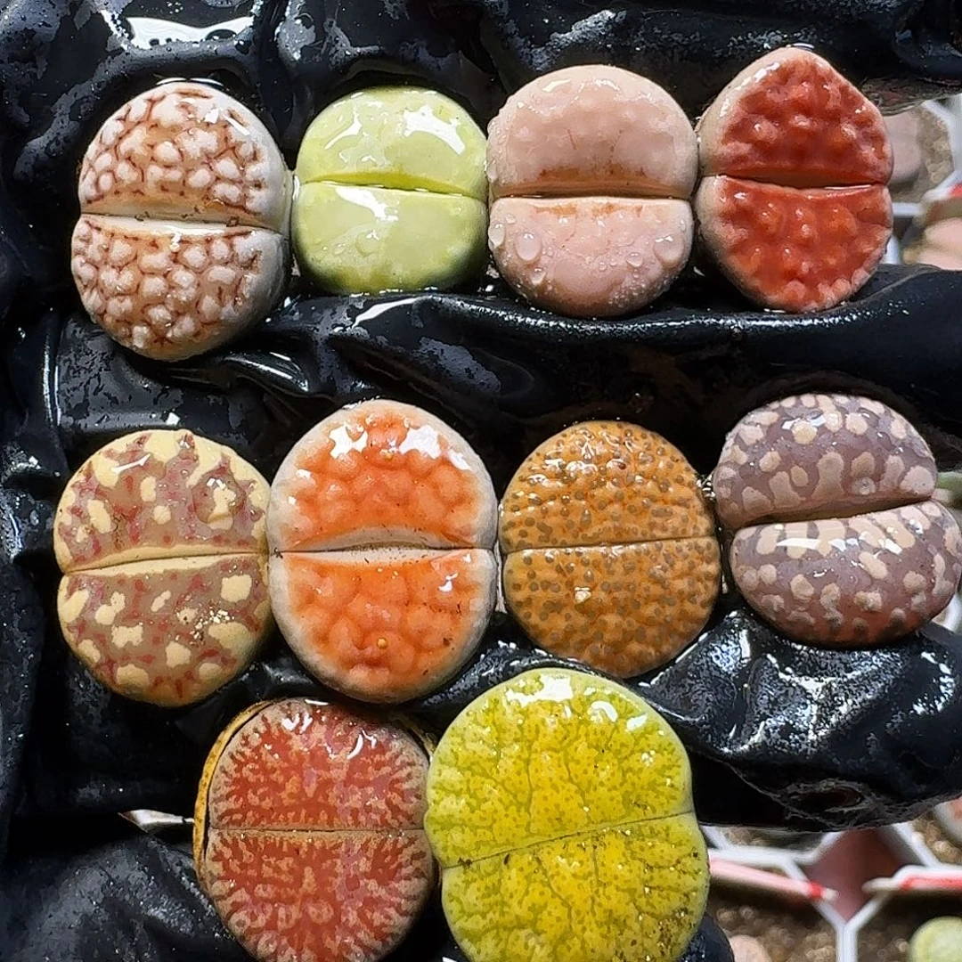 生石花111111。  205