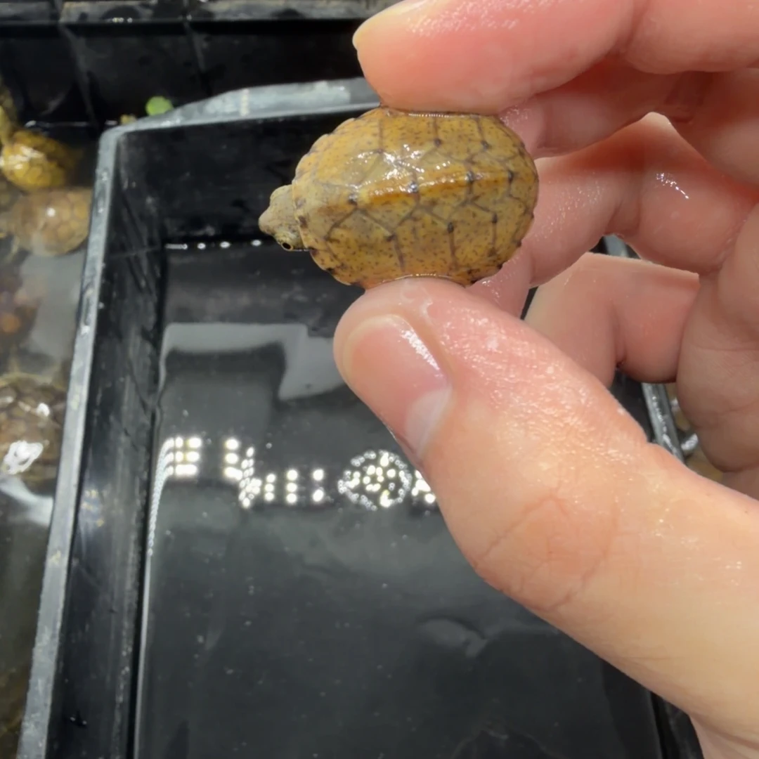 宠物龟不分公母巨刀