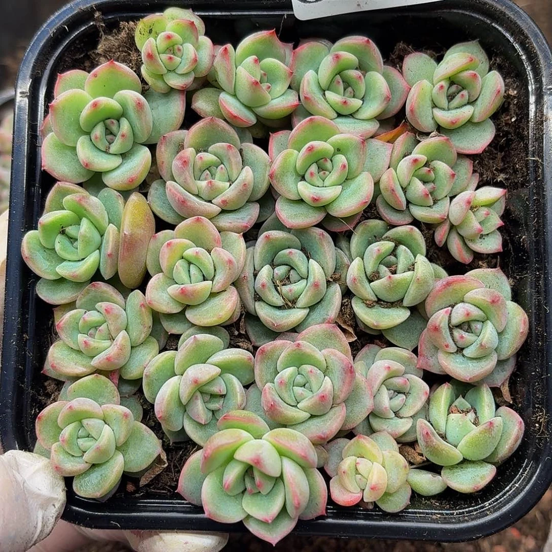 百****多肉植物多肉植物326