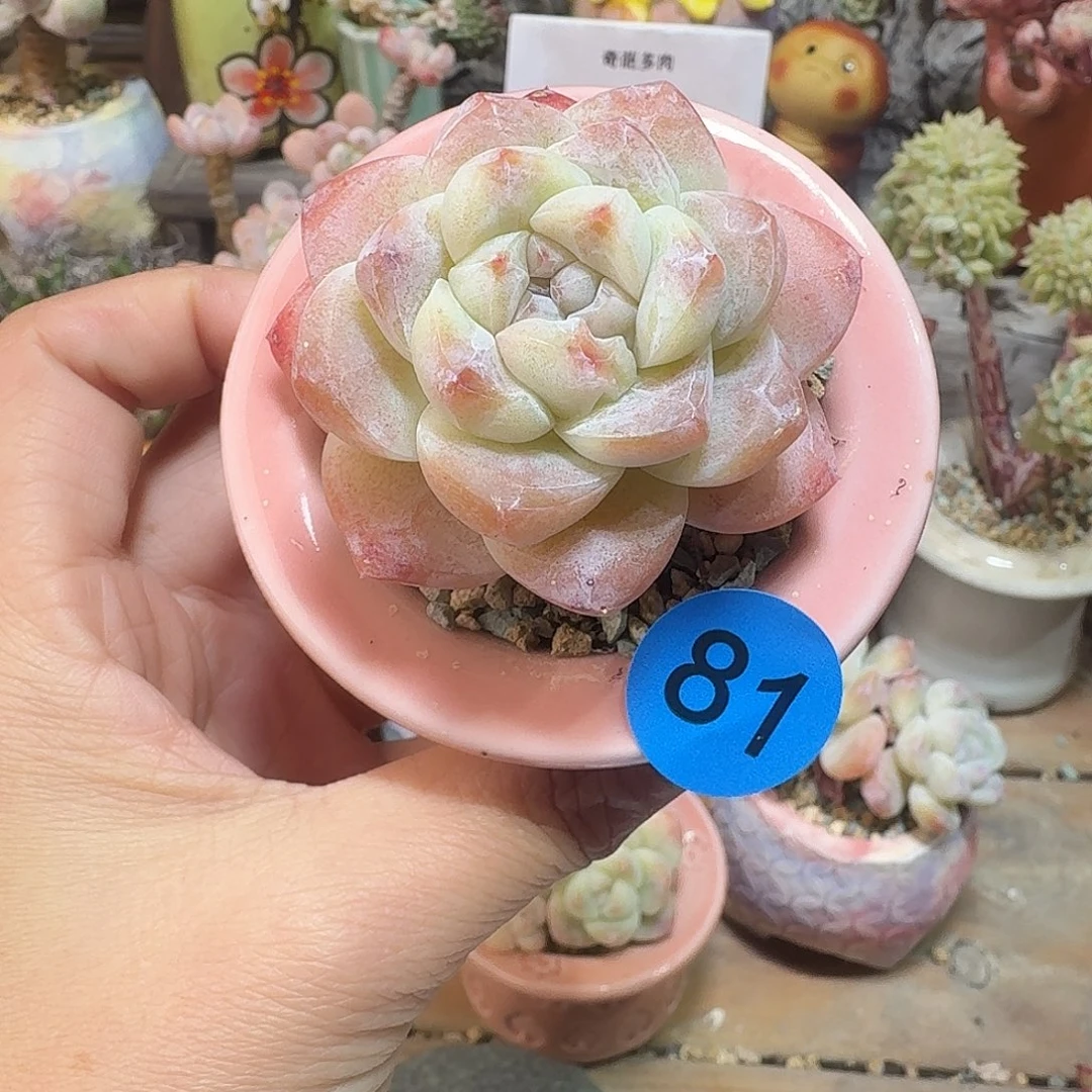 阿***ジ81 多肉含盆土 30元包邮非偏远
