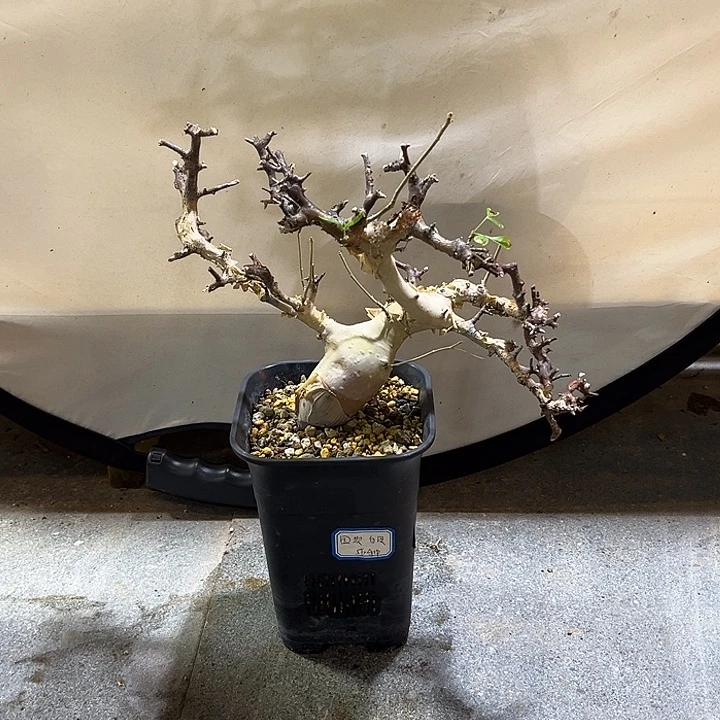 汤圆植物图坎橄榄