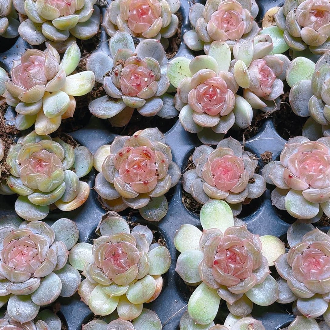 白恋穴一个满25包邮