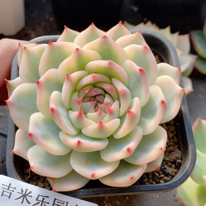 w****e453吉娃娃锦多肉植物