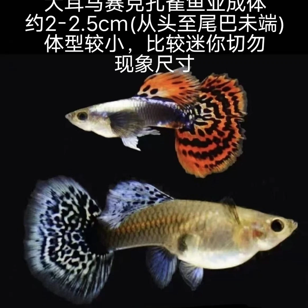 大耳马赛克热带鱼小型鱼孔雀鱼好养耐活