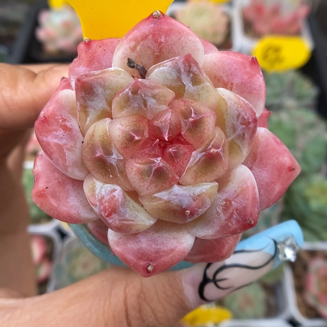 糖心粉魄886号。