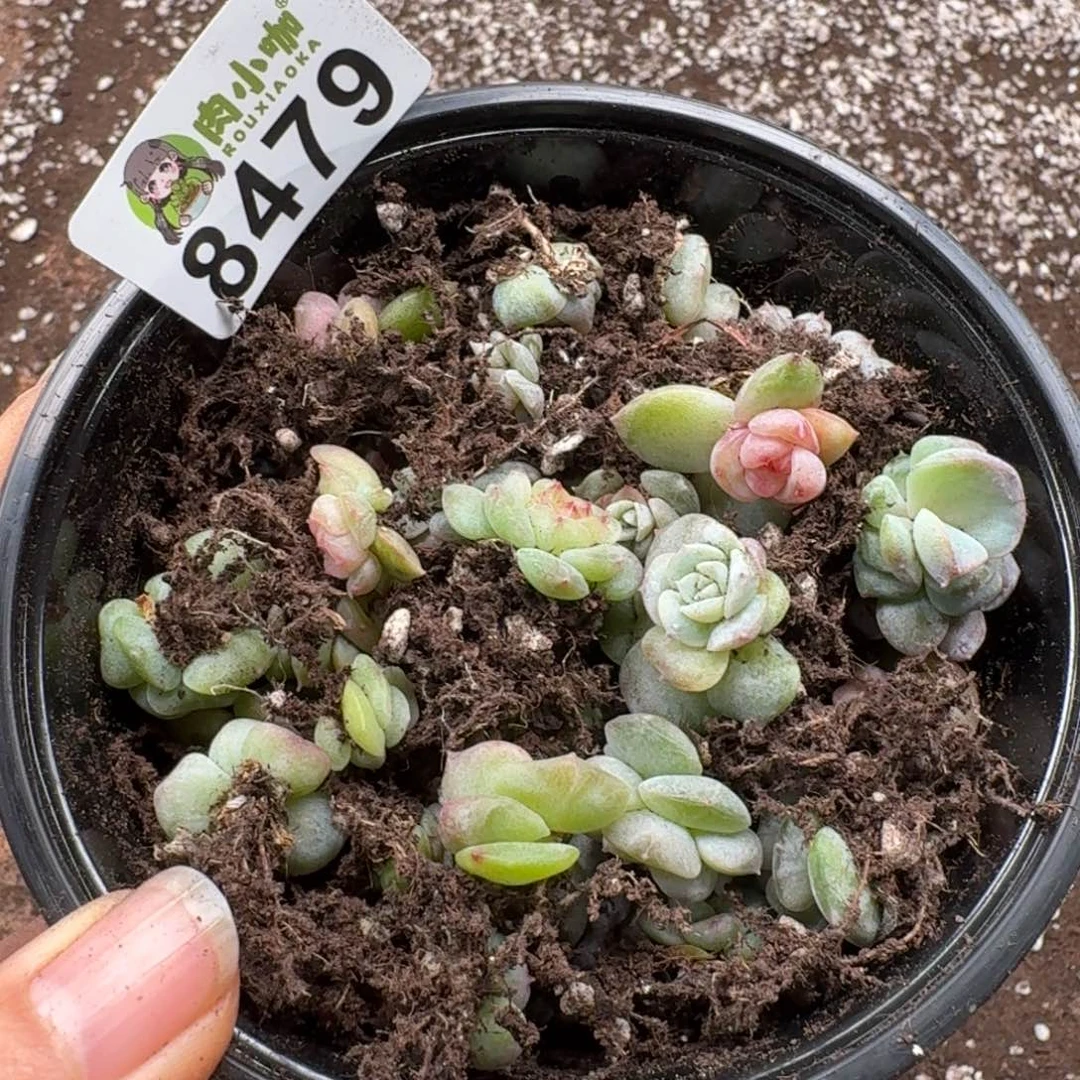 柒***默多肉植物多肉植物