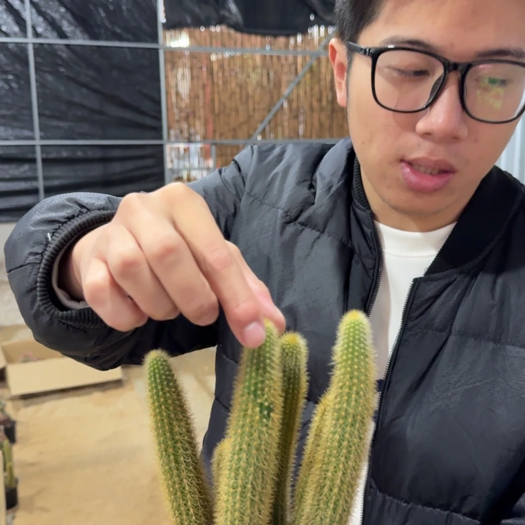 双色花金妞5-6头带盆带土