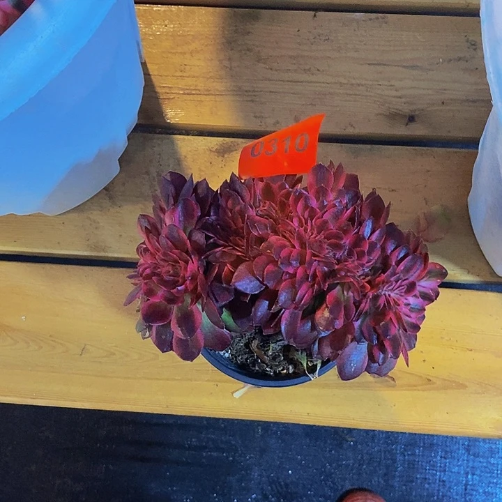 黑***妮0310多肉植物荔枝缀