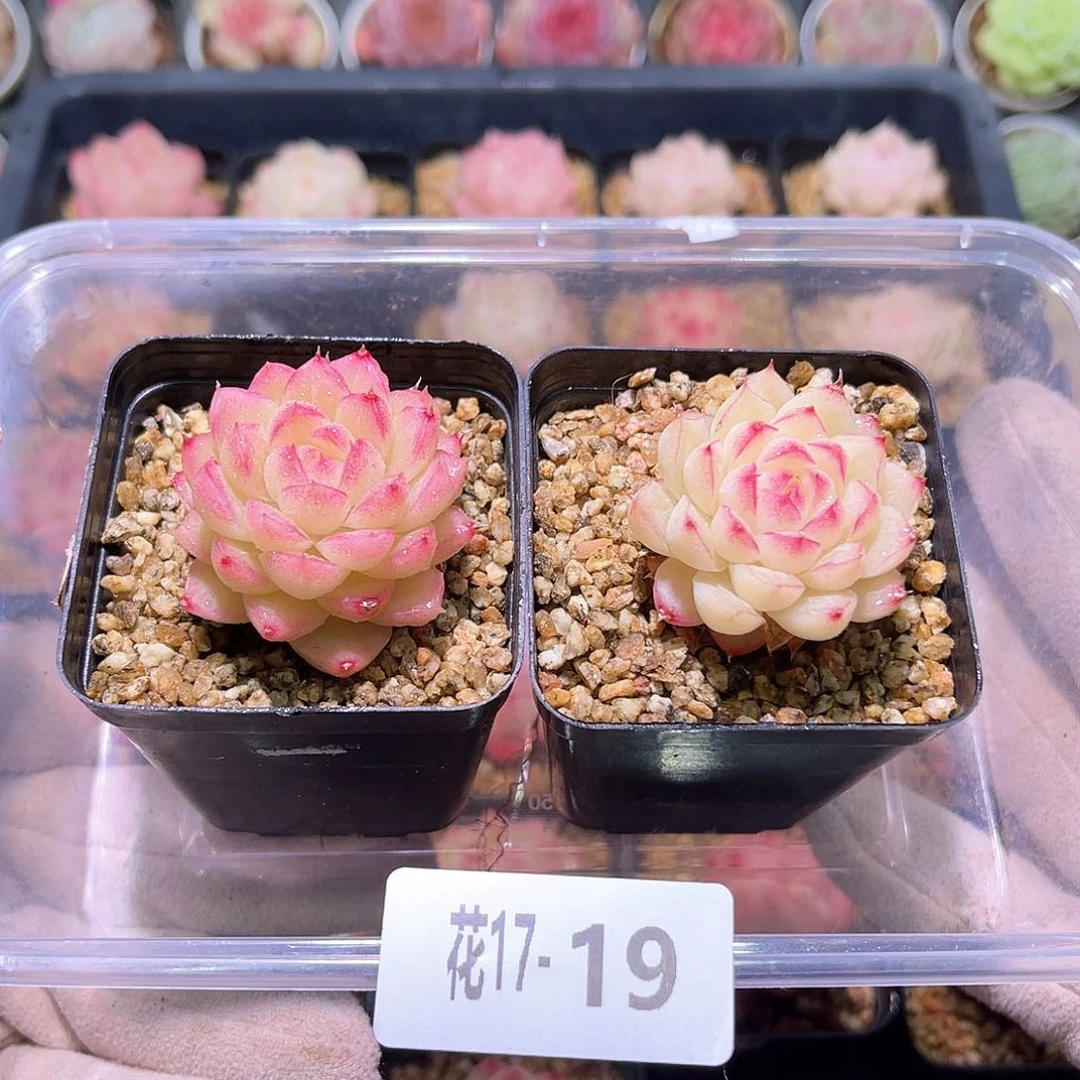 花利美17- 19女王2颗微瑕