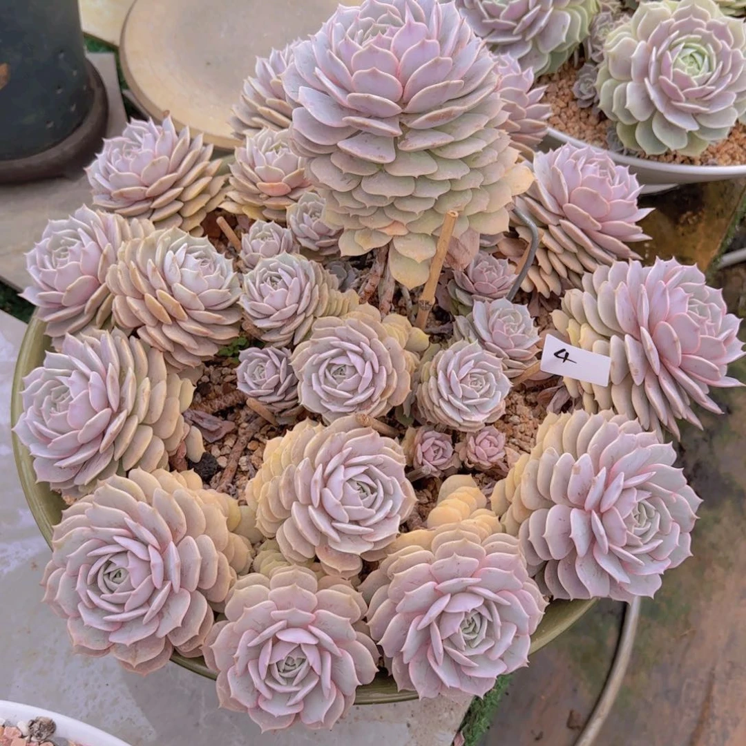 月***面4粉蝶多肉植物的生长