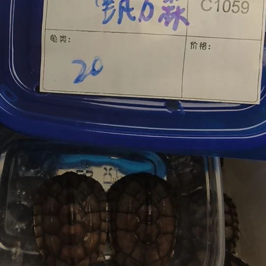 母绿毛龟?**森小青一个